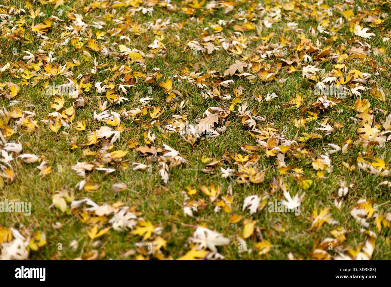Herbsteichenblätter bedecken den Boden in einem Park. Hochwertige Fotos Stockfoto