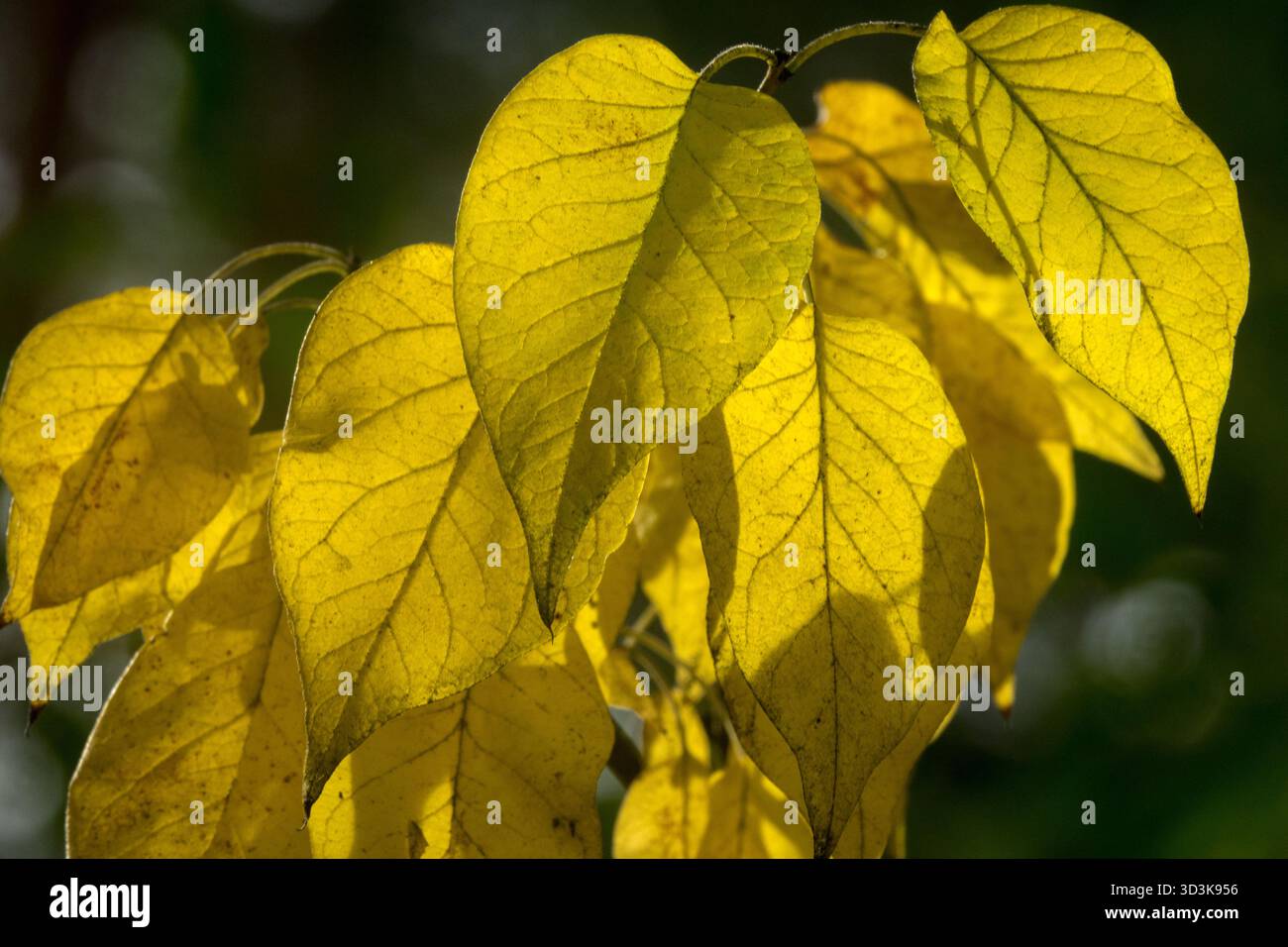 Herbstblätter der Maclura pomifera Stockfoto