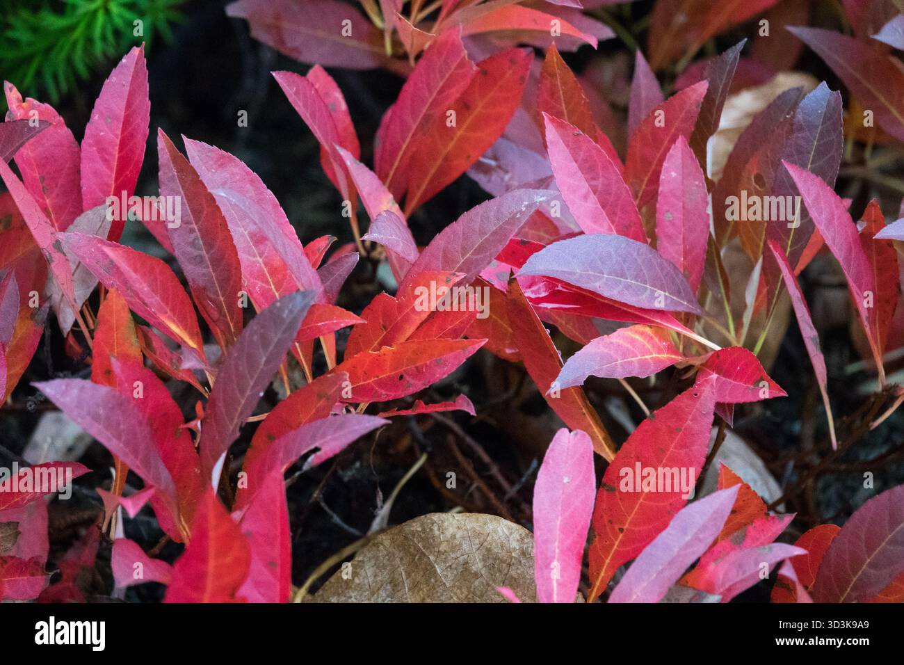 Kleine kleine kleine niedrige Form kriechend, Sandkirsche, Gartenpflanze  Strucher Pflanzen Rote Bltter vernderte Farbe Laub im Herbst  Stockfotografie - Alamy