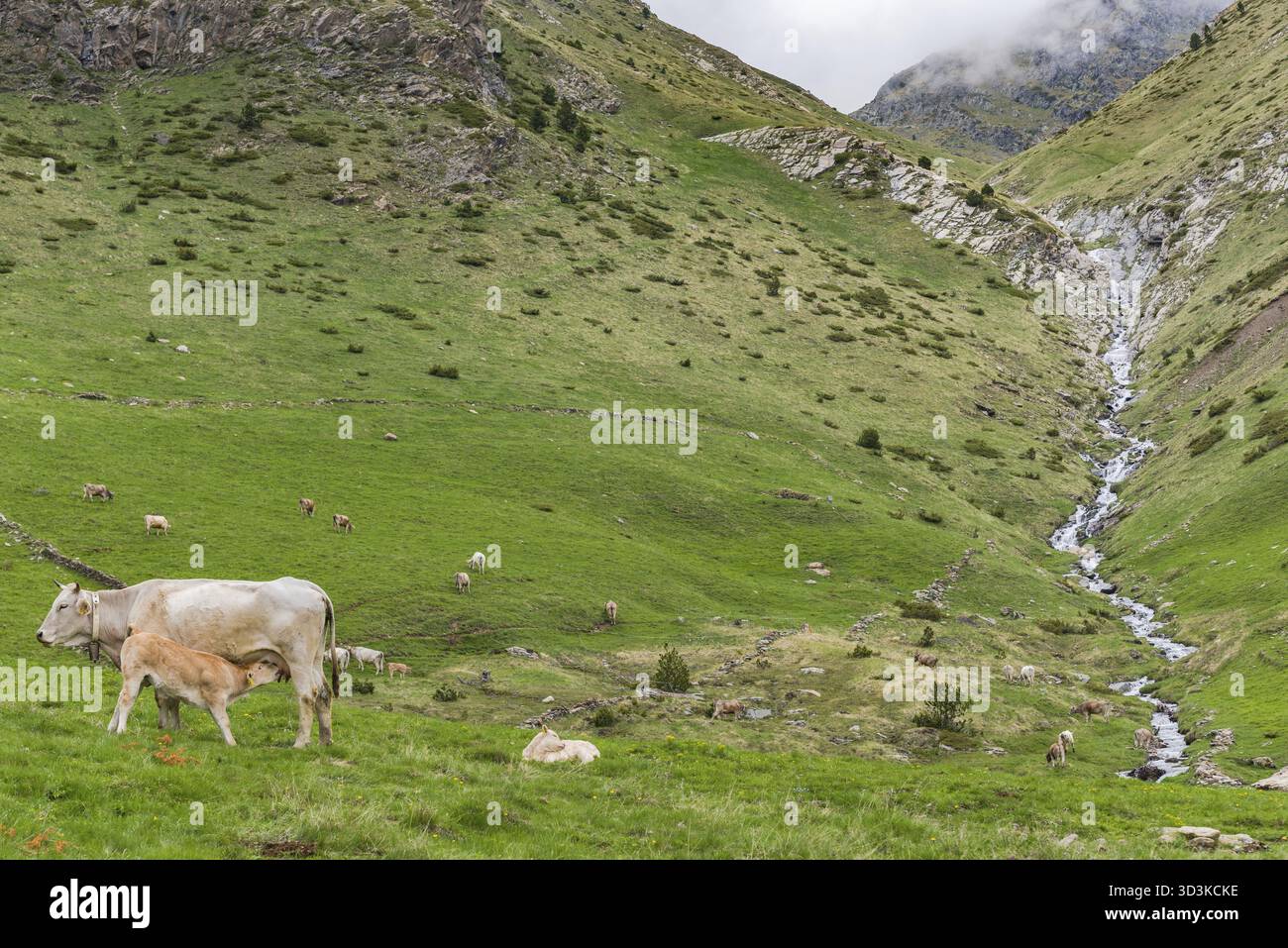 Landwirtschaft und Weide in Andorra Pyrenäen, Alpwirtschaft Stockfoto