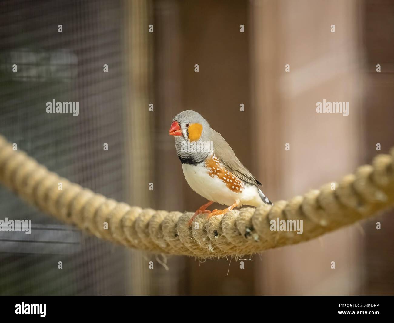 Tropischer Zebrafinkenvogel, der auf einem Seil im Käfig im Zoo sitzt Stockfoto