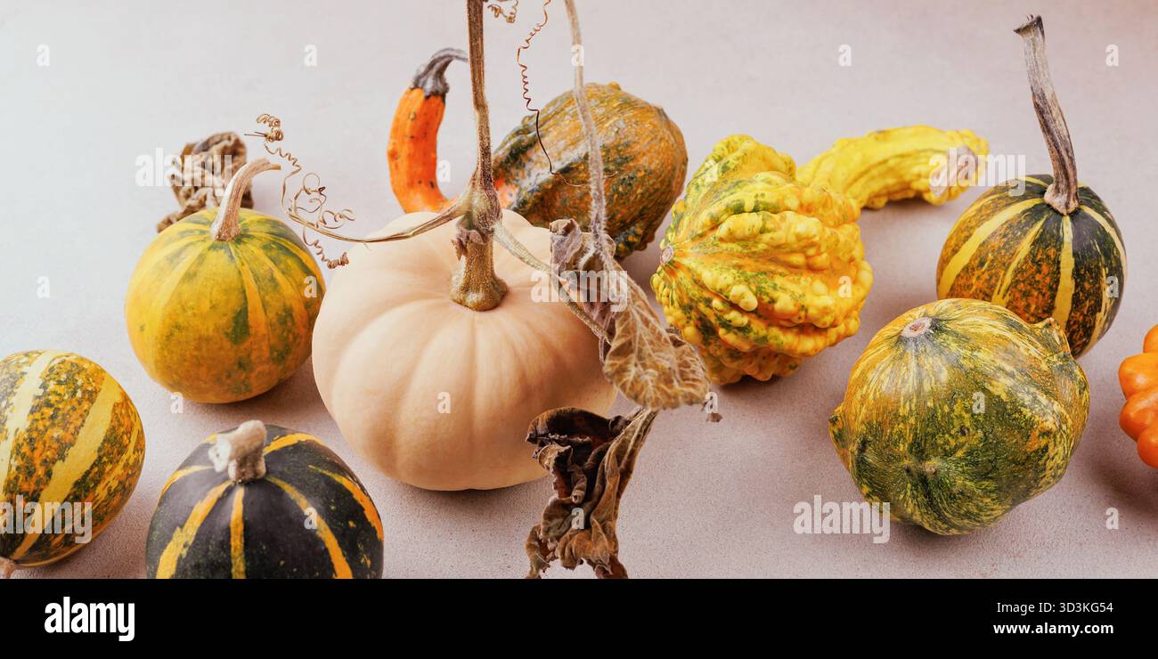 Nahaufnahme von weißem Kürbis und bunten Herbstkürzeln Stockfoto