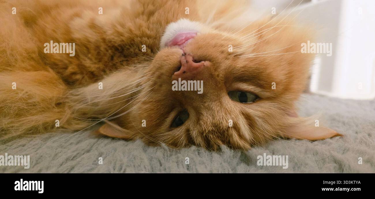 Die orangene Tabby-Katze liegt auf einer weichen grauen Oberfläche und zeigt einen verspielten Ausdruck und flauschiges Fell, was eine gemütliche und einladende Atmosphäre schafft. Stockfoto