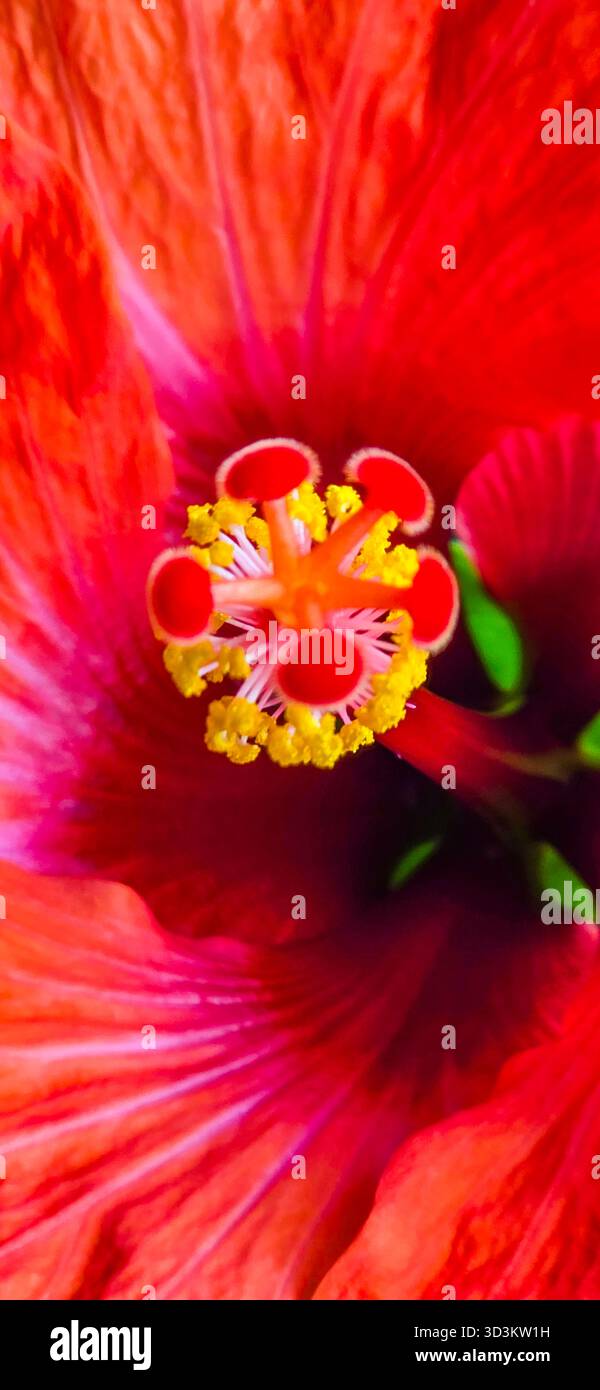 Nahaufnahme einer leuchtenden roten Hibiskusblüte, die ihre komplizierten Details und Texturen hervorhebt. - Smartphone-aufgenommenes Stockfoto
