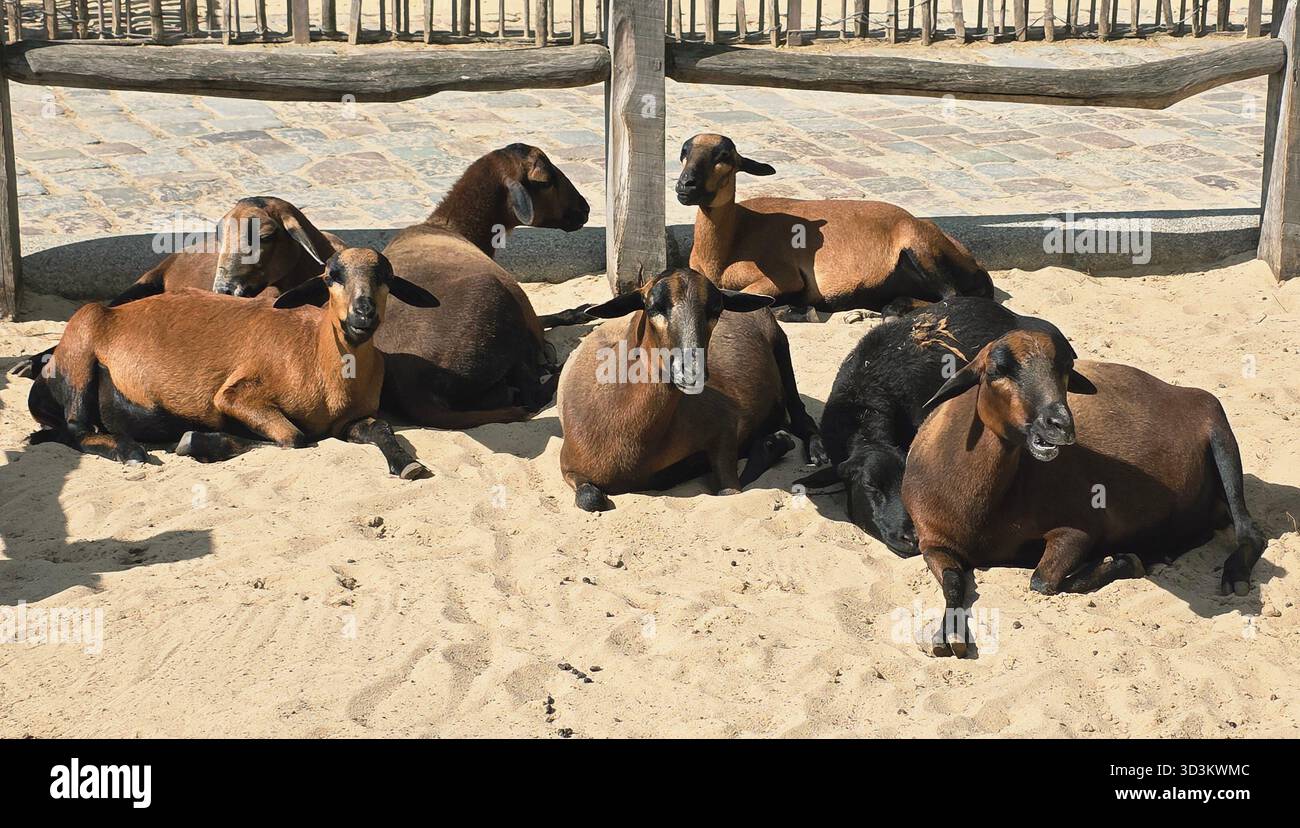 Eine Gruppe brauner Ziegen ruhen sich auf sandigem Boden aus und genießen die warme Sonne, umgeben von einem rustikalen Holzzaun und einer natürlichen Landschaft. - Smartphone-aufgenommenes Stockfoto