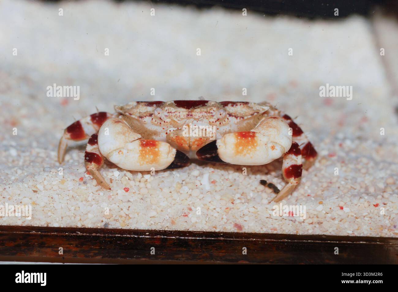 Red Mark Rock Crab, Unbekannte Krabbenarten Stockfoto