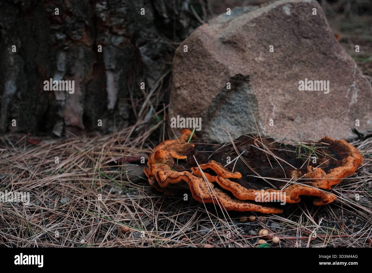 Orangenpilz wächst auf Waldboden in der Nähe von Baum und Felsen Stockfoto