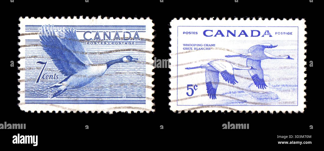 Kanada Briefmarke Natur Thema, Vintage-Gedenkportopost isoliert auf schwarzem Hintergrund. Vögel, Gans und Keuchkran Stockfoto