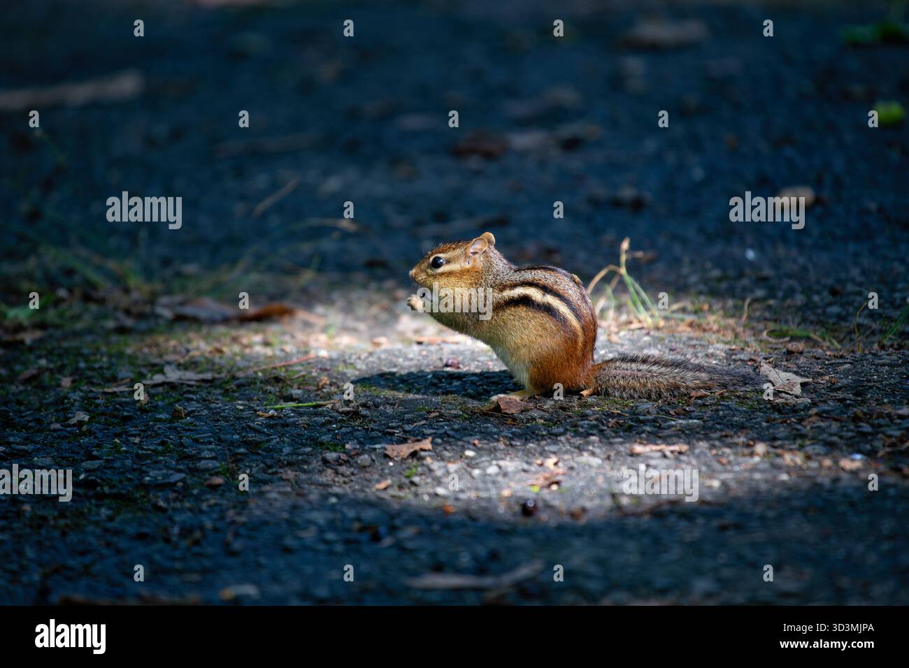 Ein lebhaftes östliches Streifenhörnchen, das in einem Waldgebiet von New York City fotografiert wurde und Nüsse, Samen und Insekten sammelt, bevor sie in den Wangenbeuteln aufbewahrt werden Stockfoto