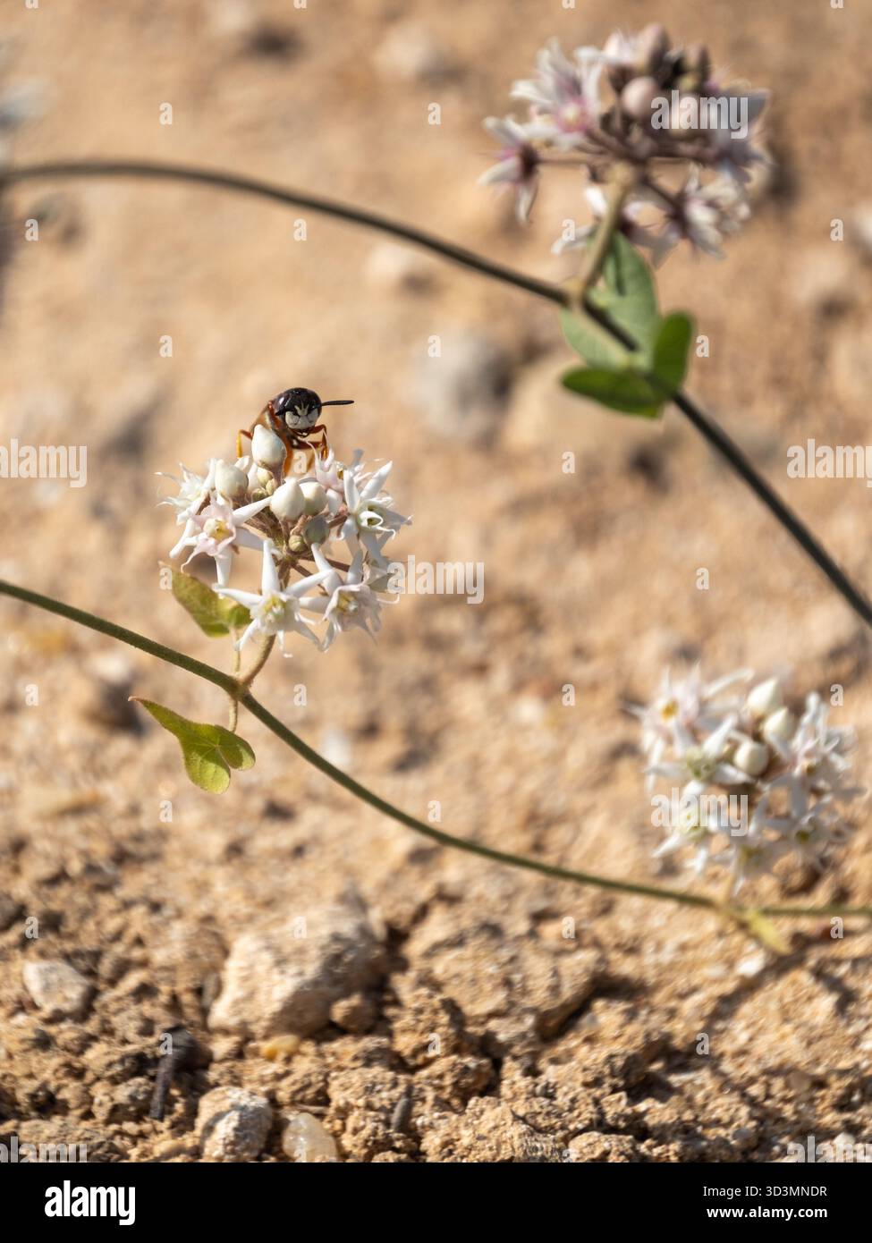 Europäische Bienenwolf-Wespe (Philanthus triangulum) an Stranglewort (Cynanchum acutum) Blüte, Nordküste, Ägypten Stockfoto