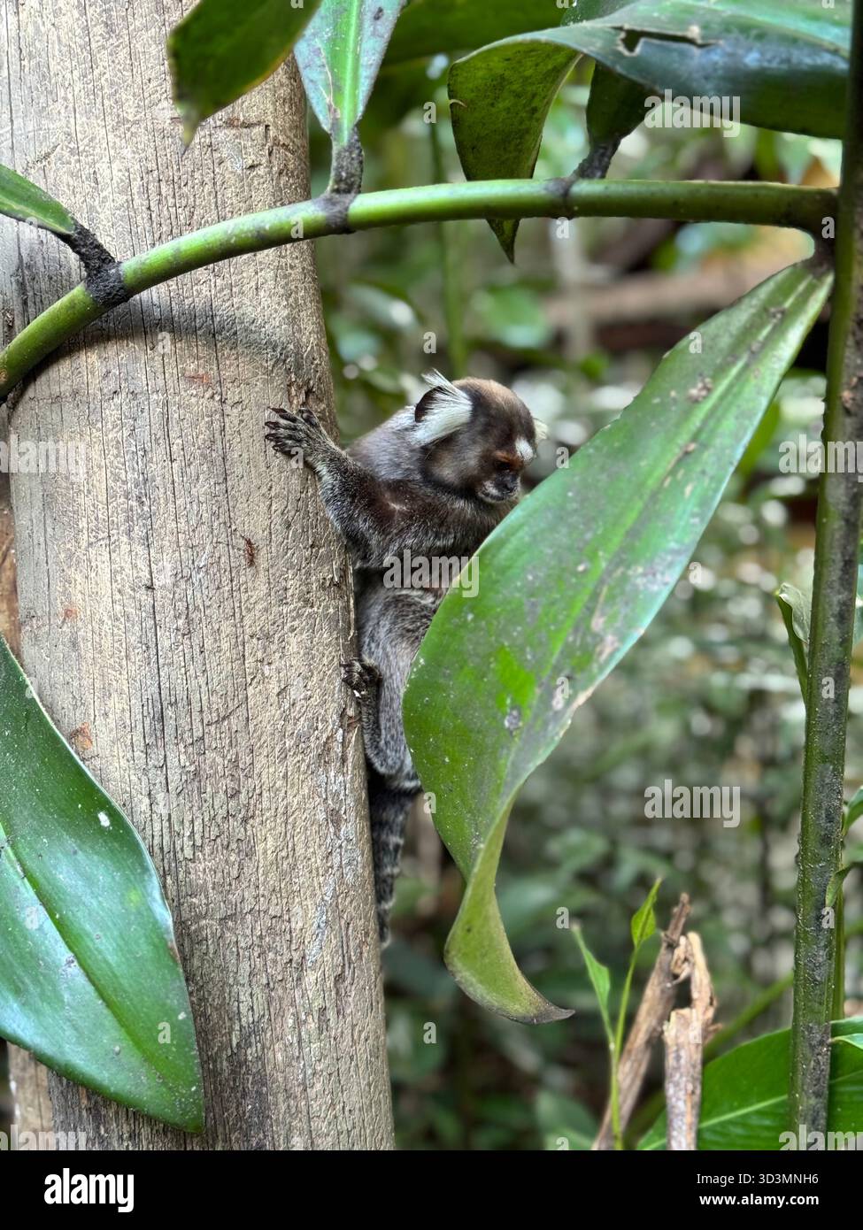 Gemeiner Marmoset, der auf seinen Gefährten herabblickt - Smartphone-aufgenommenes Stockfoto