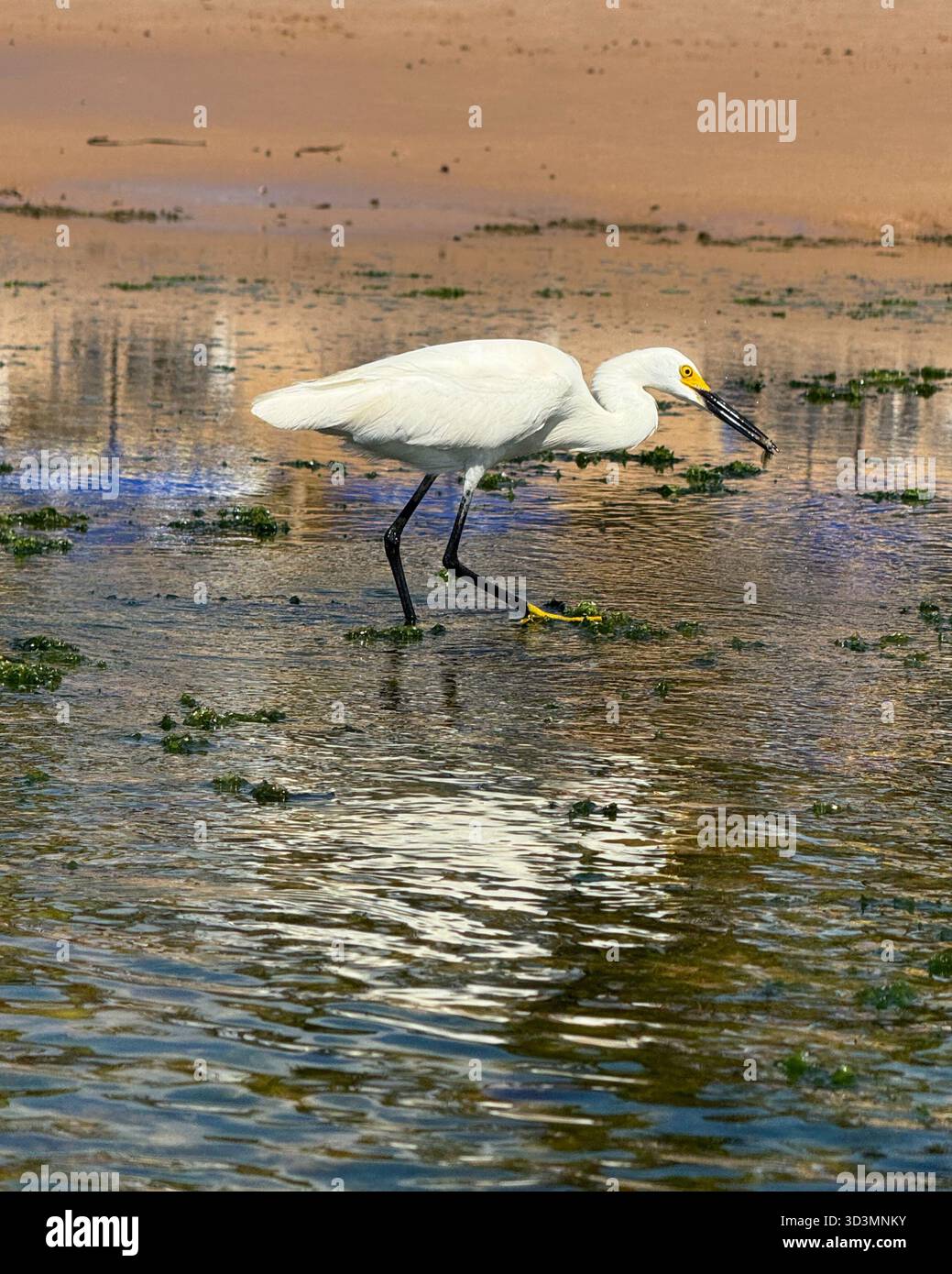 Schneebedeckte Egret waten in flachen Küstengewässern mit Algen im Schnabel in Praia do Flamengo, Salvador, Bahia, Brasilien. - Smartphone-aufgenommenes Stockfoto