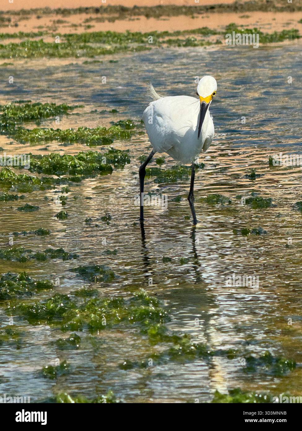 Schneebedeckte Egret schlug zu und jagte in den flachen, algenbedeckten Gezeitenbecken von Praia do Flamengo, Salvador, Brasilien. - Smartphone-aufgenommenes Stockfoto