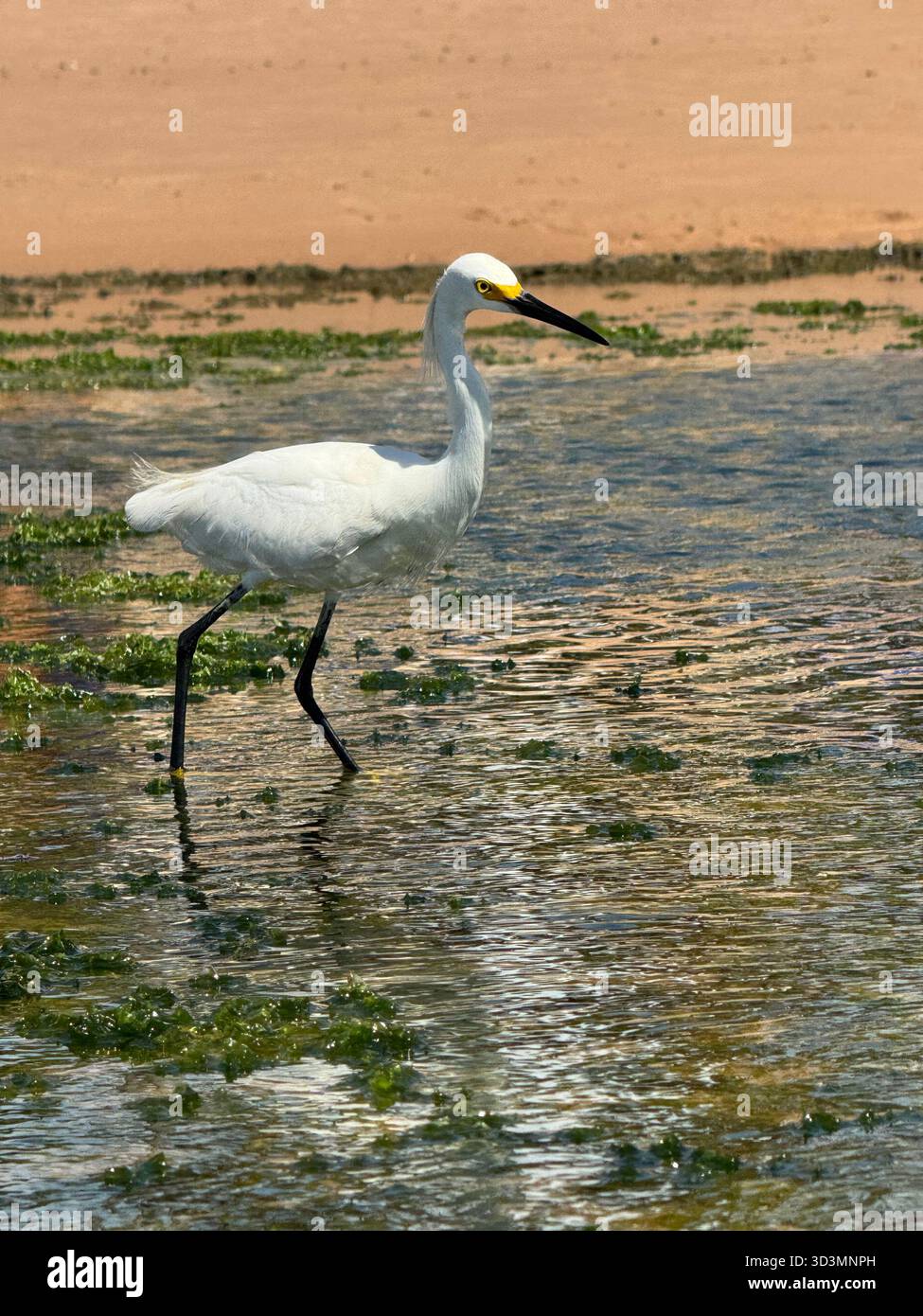 Eine ruhige Jagd in den Ebbe-Pools von Praia do Flamengo, Salvador, Brasilien. Sehen Sie, wie die Natur an der Küste von Bahia ihren Rhythmus findet. - Smartphone-aufgenommenes Stockfoto