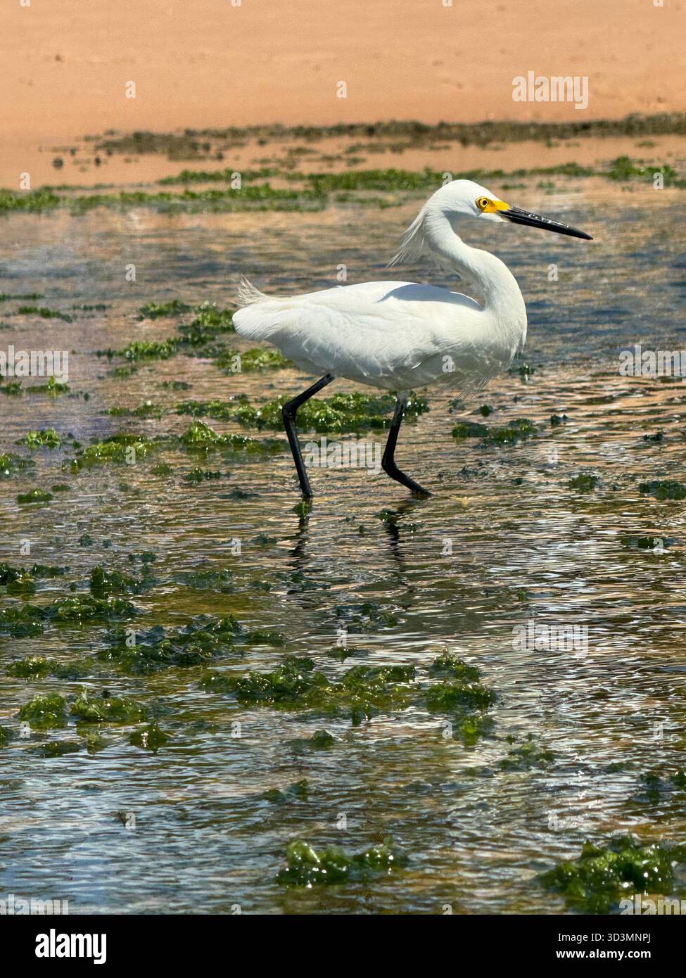 Ein atemberaubender Snowy Egret hält während einer Mahlzeit im pulsierenden Wasser von Praia do Flamengo, Salvador, Bahia, Brasilien. - Smartphone-aufgenommenes Stockfoto