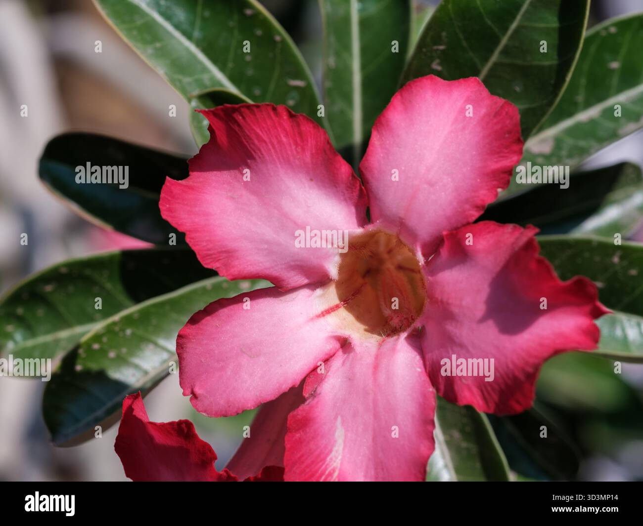 Wüstenrose (Adenium obesum), Kairo, Ägypten Stockfoto