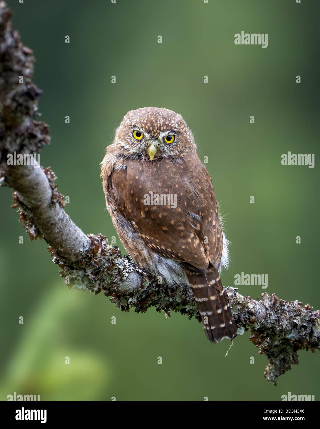Die nördliche Pygmy-Owl ruht auf einer Zweigstelle auf Vancouver Island, Kanada Stockfoto