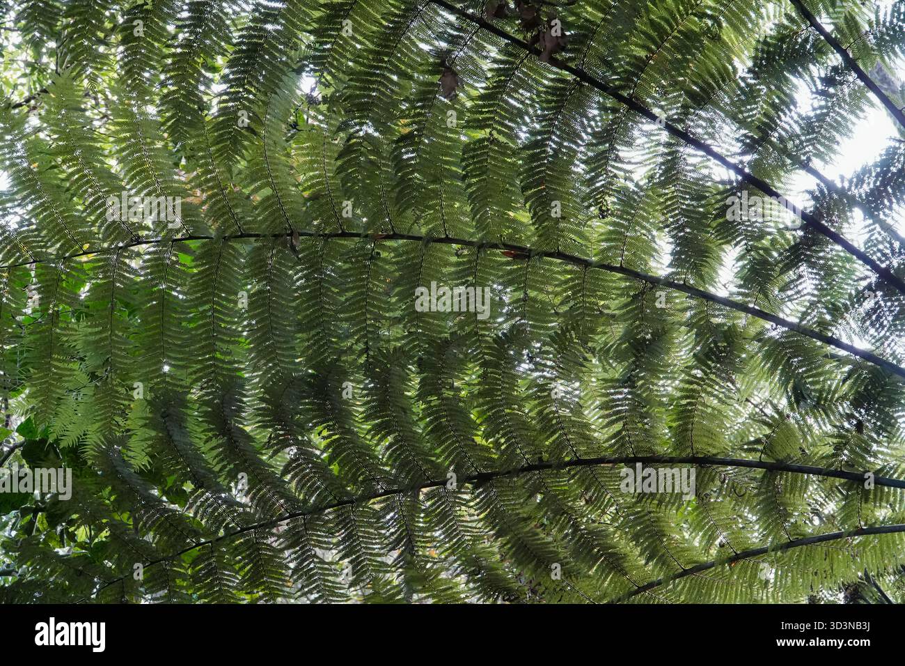 Üppig grüne Farnwedel, von unten gesehen, bilden ein dichtes natürliches Baldachin. Typische Flora in den einheimischen Wäldern Neuseelands. Stockfoto
