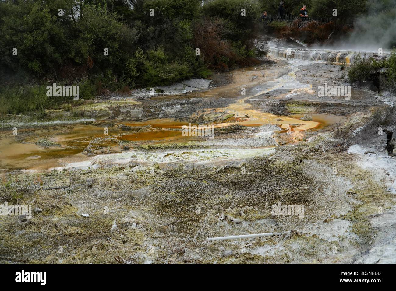 Der geothermische Fluss Whakarewarewa in Rotorua, Neuseeland, bietet lebhafte Mineralablagerungen und natürlichen Dampf. Dieses aktive Dorf ist die Heimat der Māor Stockfoto
