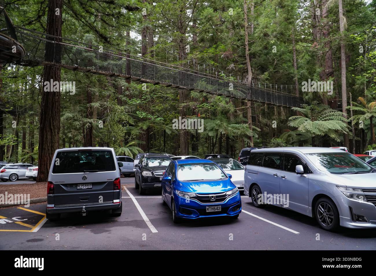 Redwoods Treewalk, Rotorua, Neuseeland. Ein Freizeitspaziergang mit Hängebrücken durch über 120 Jahre alte Mammutbäume über einem Parkplatz Stockfoto