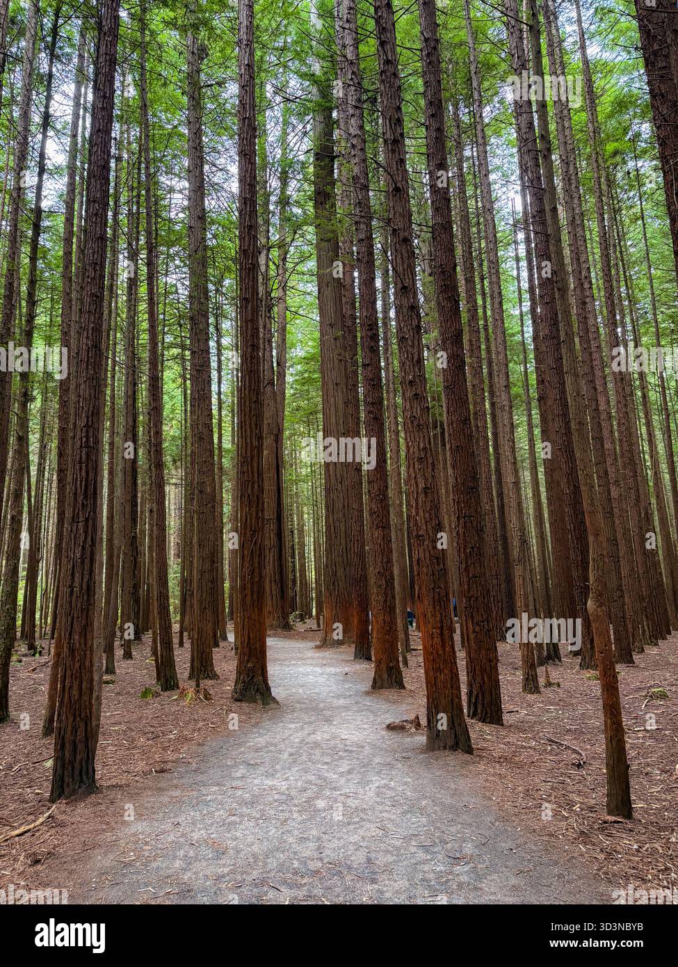 Der Whakarewarewa Forest, auch bekannt als Rotorua Redwoods, bietet einen Wanderweg, der sich durch hoch aufragende Mammutbäume schlängelt. Üppige, natürliche Umgebung. Stockfoto
