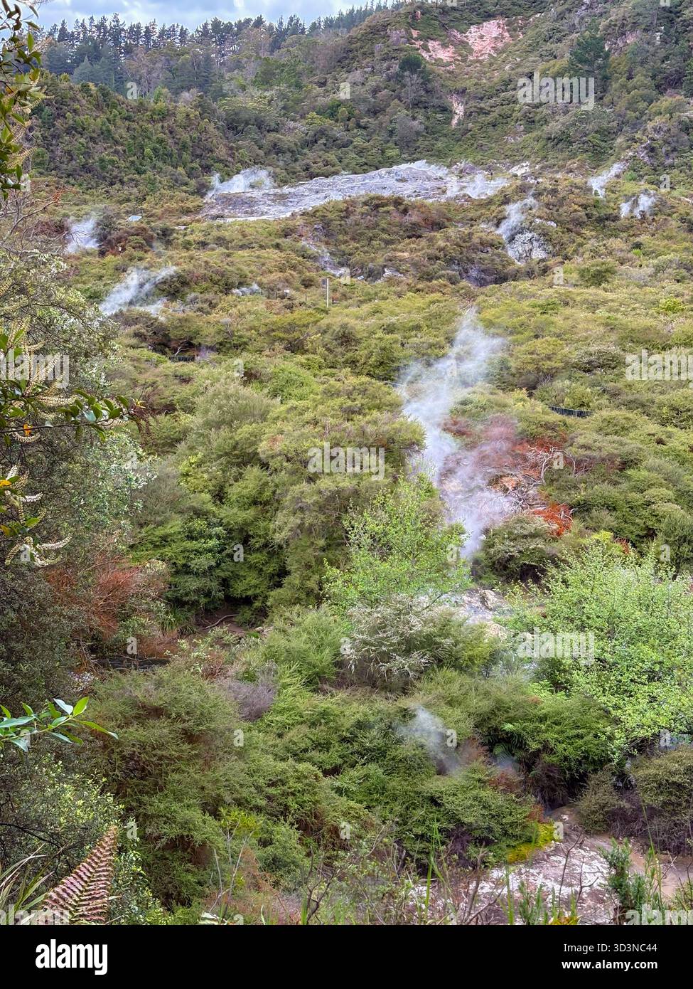 Das Whakarewarewa Geothermal Valley in Rotorua, Neuseeland, verfügt über üppige, grüne Hügel mit sichtbarem Dampf, der aus natürlichen Thermalquellen und heißen Quellen steigt Stockfoto