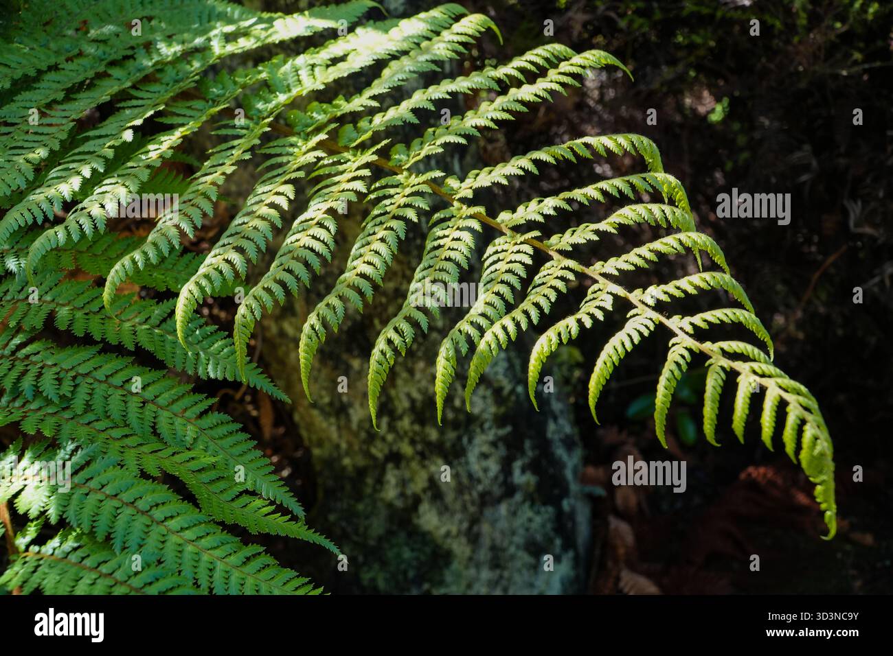 Wheki Farn (Dicksonia squarrosa), Neuseelands häufigster Baumfarn, mit grünen Wedeln, die durch Sonnenlicht in einem natürlichen Wald hervorgehoben werden. Stockfoto