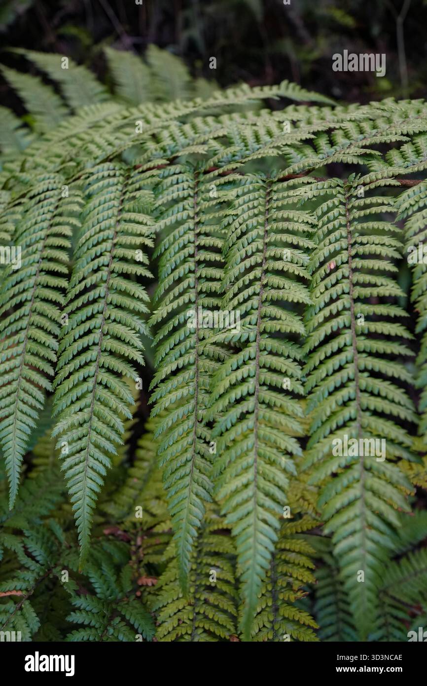 Mamaku (Cyathea medullaris). Nahaufnahme der üppigen grünen Stirnseiten von Neuseelands höchstem schwarzen Baumfarn mit seinem komplizierten natürlichen Muster. Stockfoto