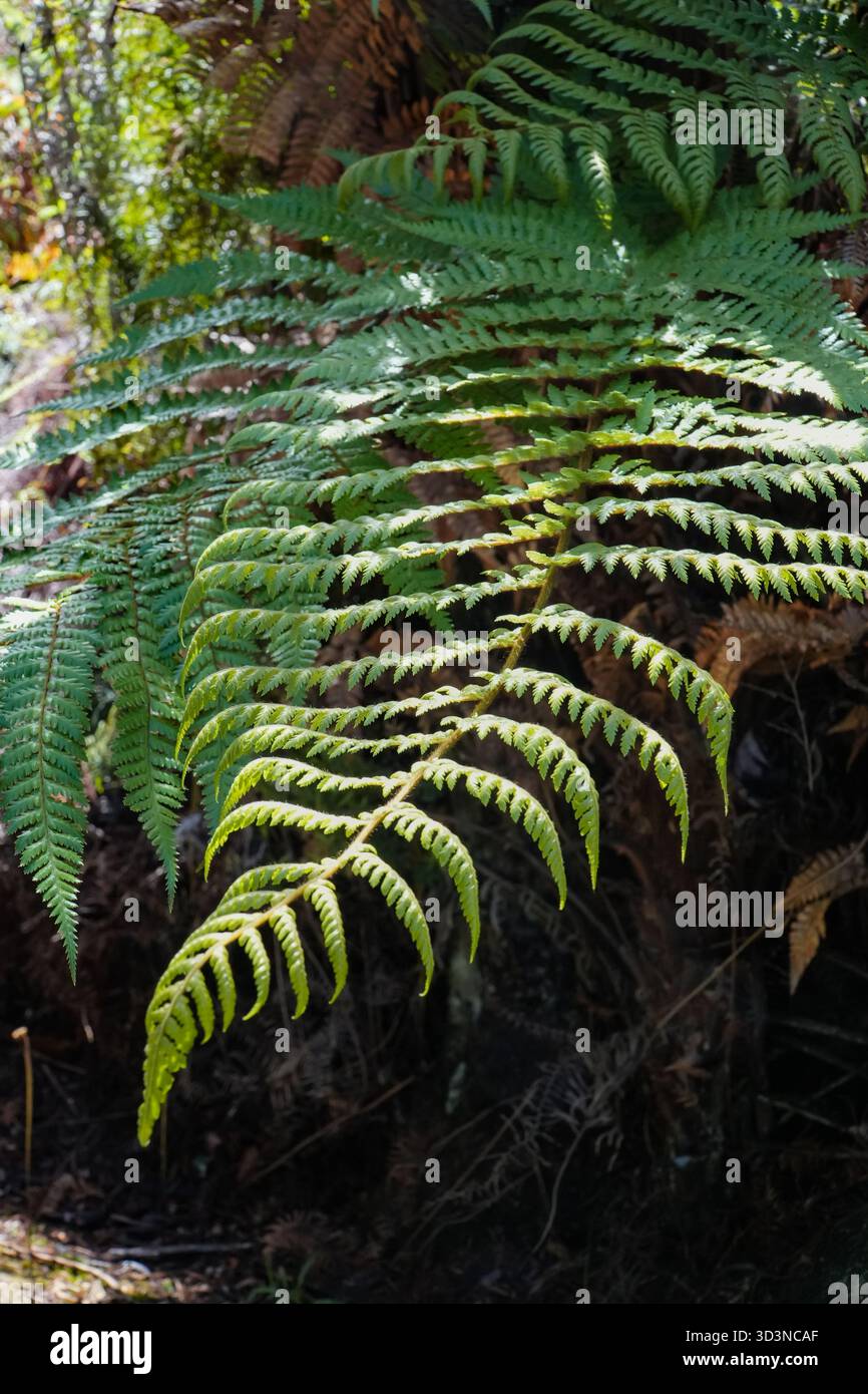 Wheki (Dicksonia squarrosa) ist in einer natürlichen Waldlandschaft, Neuseeland. Dieser einheimische Baumfarn ist der häufigste in Neuseeland. Stockfoto