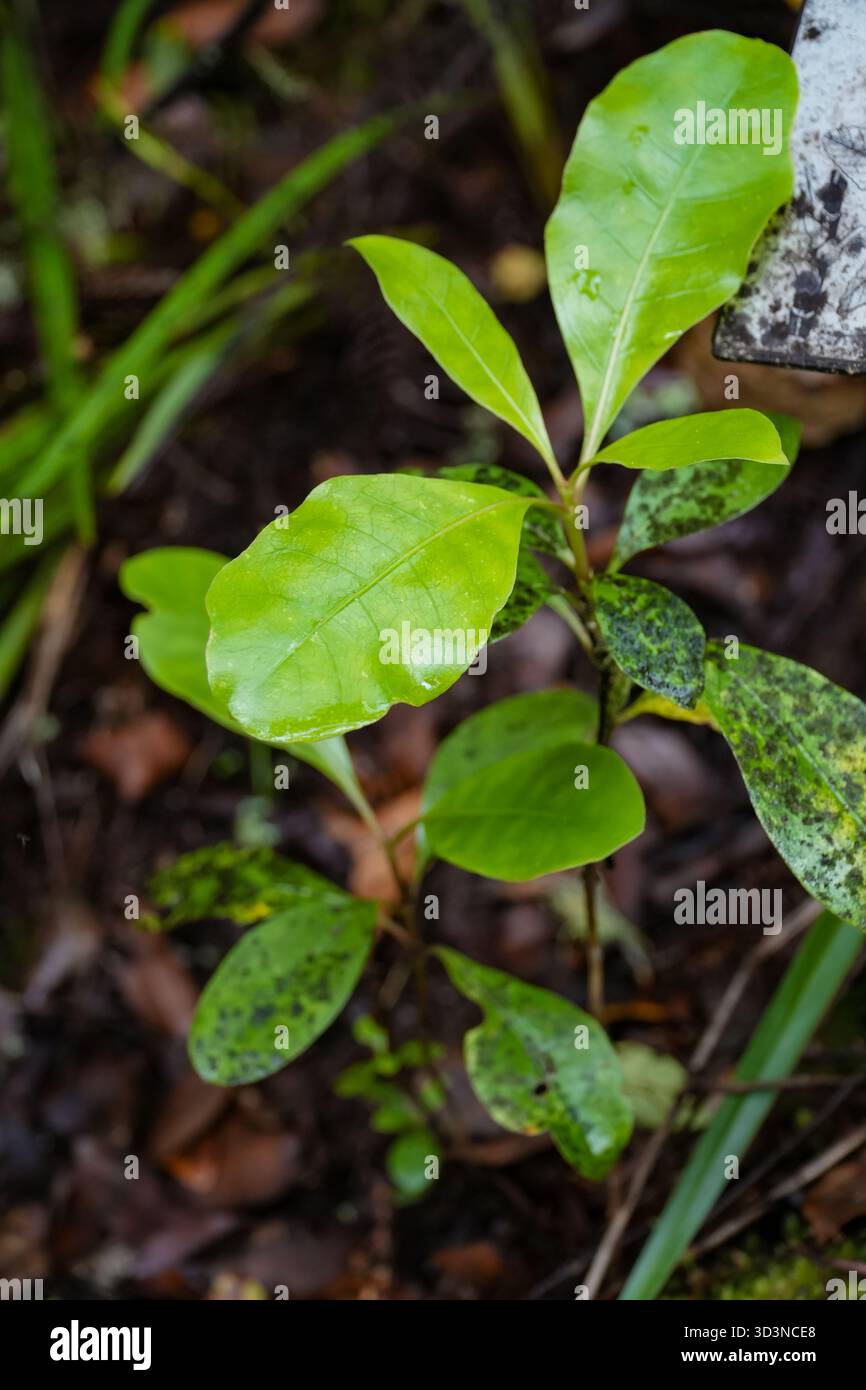 Fünf-Finger-Keimling (Schefflera digitata) mit leuchtend grünen Blättern, einige mit natürlichen dunklen Flecken, wächst in einem Waldunterholz. Stockfoto