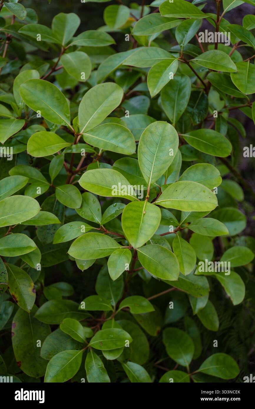 Karamu (Coprosma Robusta) Laub mit leuchtend grünen, ovalen Blättern, die detailreiche Verehrung und eine gesunde, üppige Textur in einer natürlichen Umgebung zeigen. Stockfoto