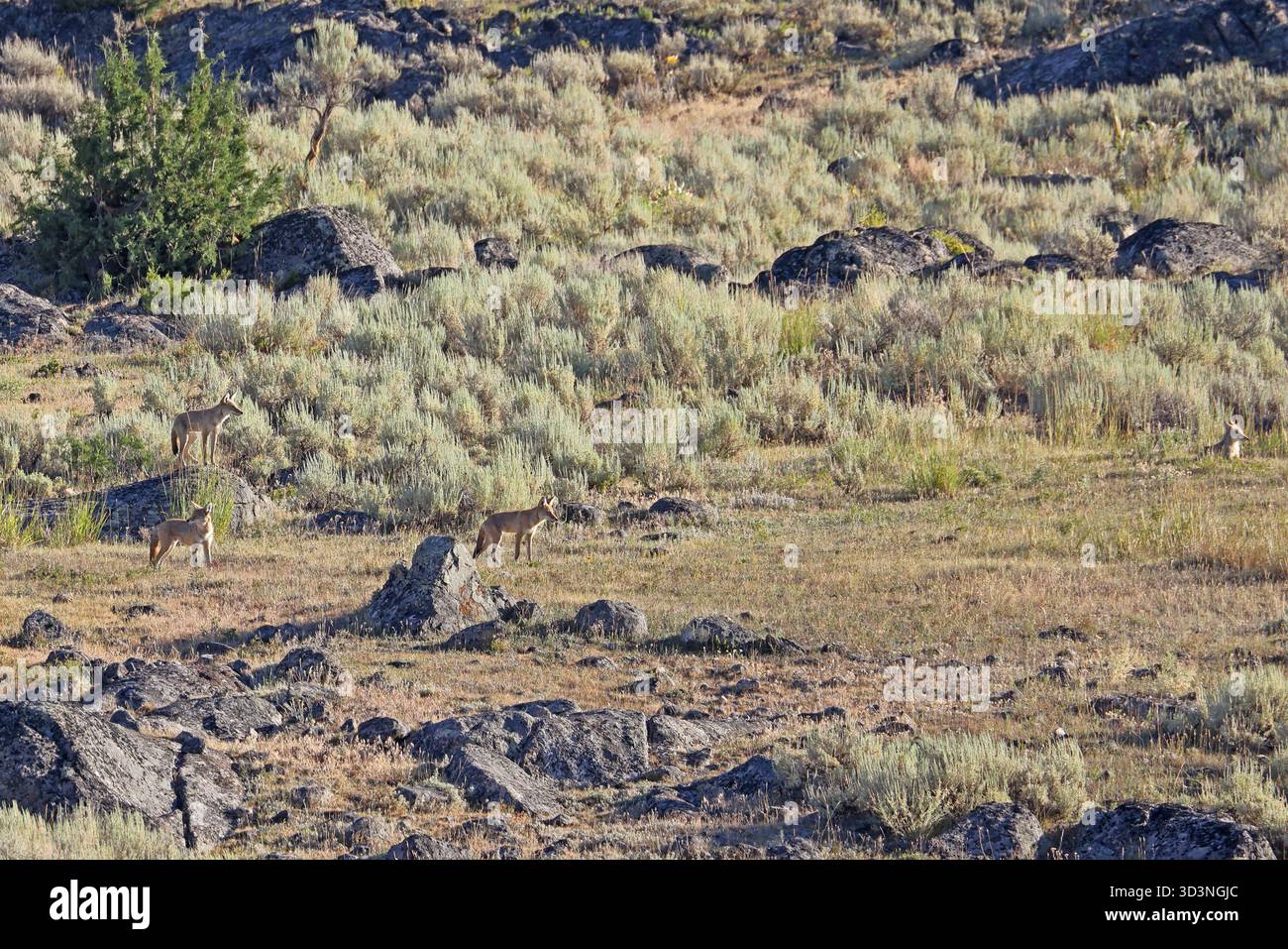 Kojoten im Lamar Valley, Yellowstone National Park, USA Stockfoto