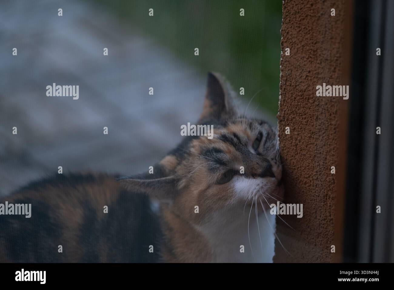 Hauskatze reibt ihren Kopf an eine Wand im Freien, markiert das Gebiet und zeigt Zuneigung. Konzentrieren Sie sich auf natürliches Katzenverhalten, Geruchsmarkierung und Emotionen Stockfoto