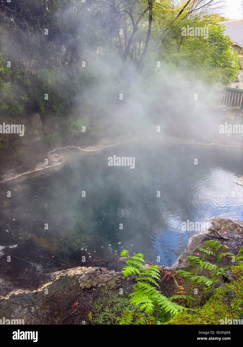 Geothermischer Pool im Kuirau Park, Rotorua, Neuseeland, mit Dampf aus dem heißen Wasser, umgeben von üppigem Grün. Hebt die natürliche Wärme hervor Stockfoto