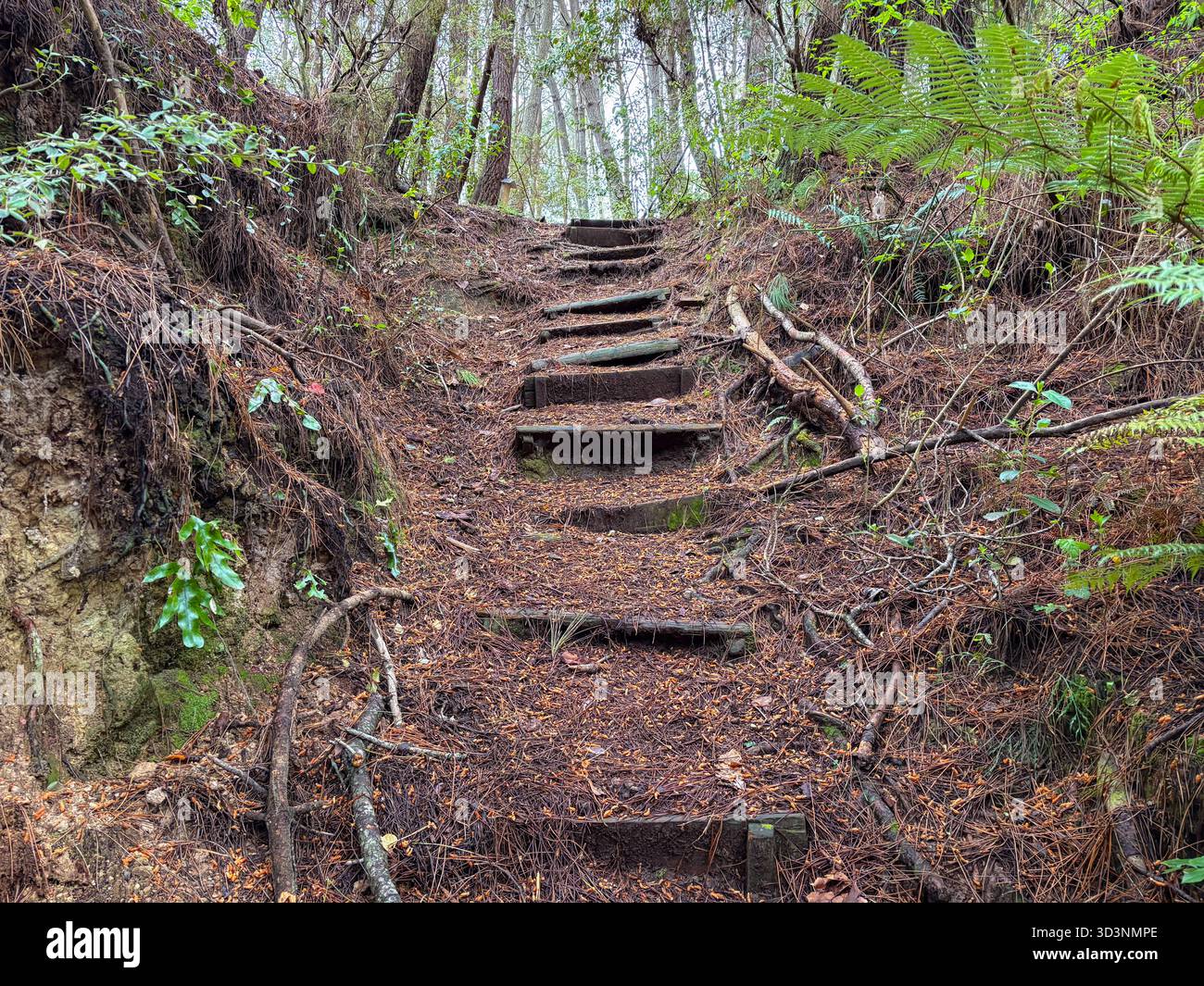 Rustikale Holztreppen steigen durch einen dichten Waldwanderweg hinauf, der mit Naturschutt bedeckt ist. Befindet sich in Taupo, Neuseeland. Stockfoto
