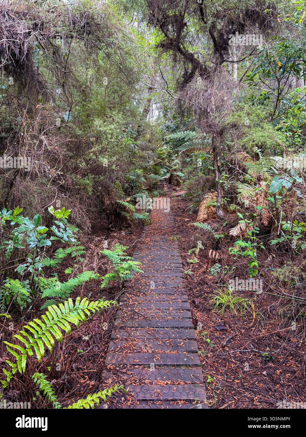 Ein Holzsteg schlängelt sich durch einen dichten, üppigen, mit Farnen und Bäumen bewachsenen, einheimischen Wald in Taupo, Neuseeland. Perfekt für Wanderungen und Natur Stockfoto