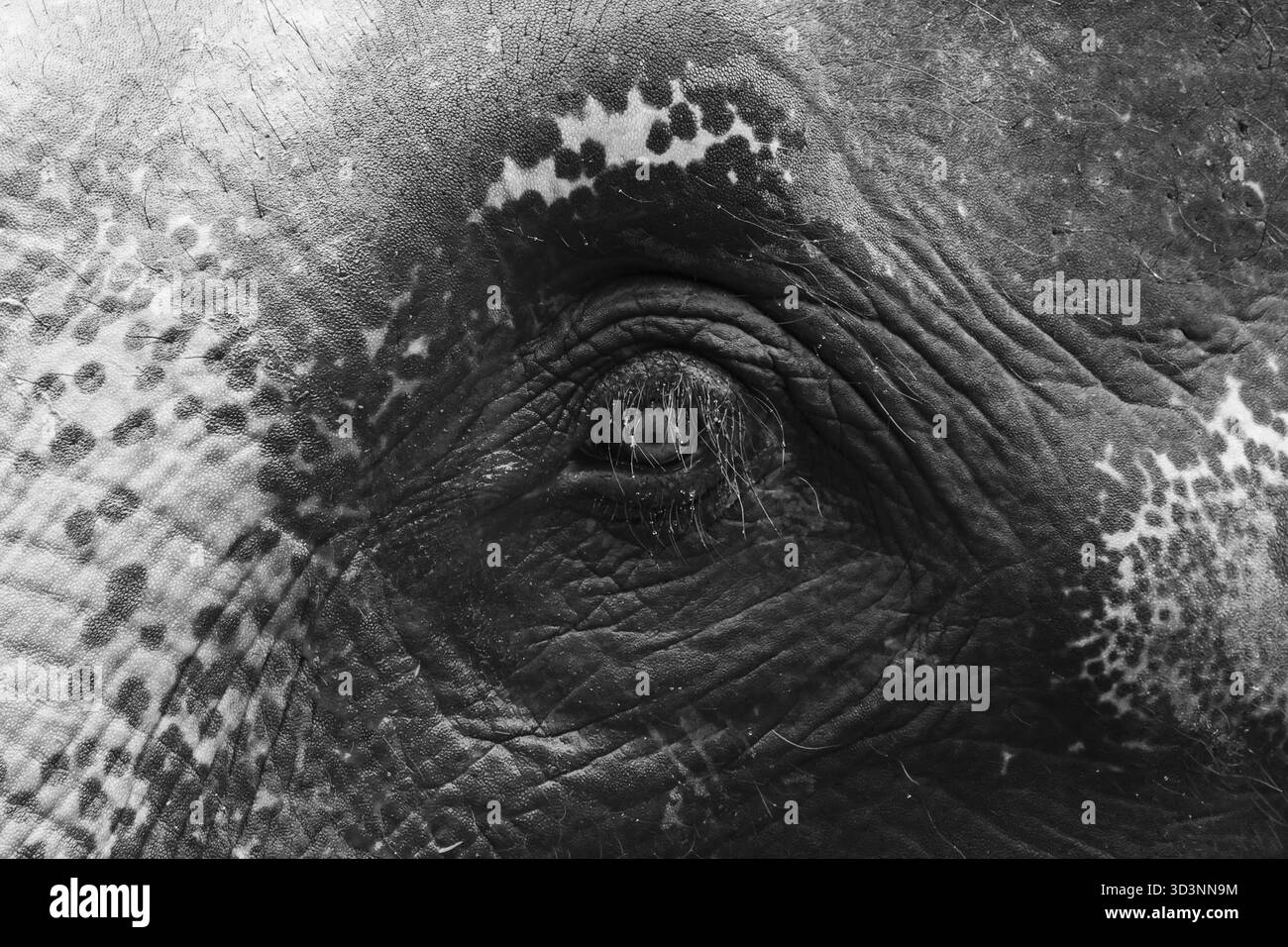 Schwarzweiß-Nahaufnahme eines alten Elefantenauges mit tiefer Trauer. Die detaillierte Textur faltiger Haut vermittelt Weisheit von Wildtieren in der Natur Stockfoto