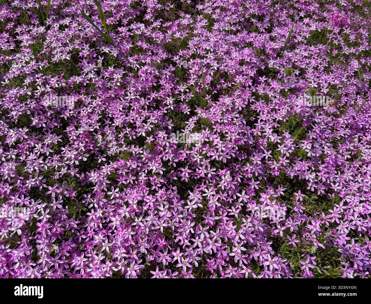 Phlox subulata Moos Phlox-rosa Blütenteppich auf Almwiesen Stockfoto
