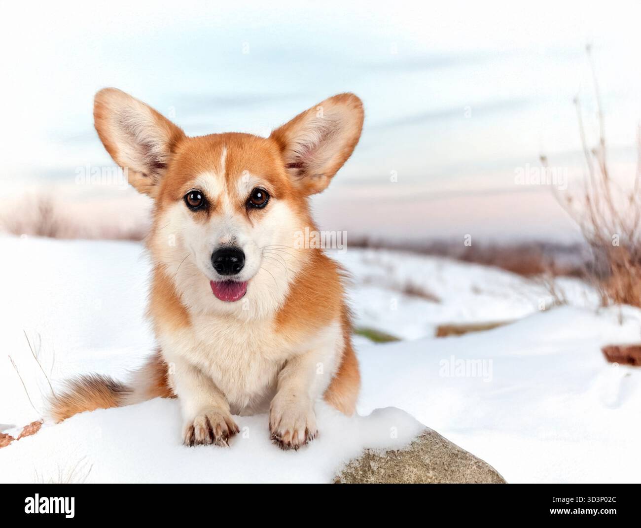 Pembroke Waliser Corgi vor dem Winterhintergrund Stockfoto