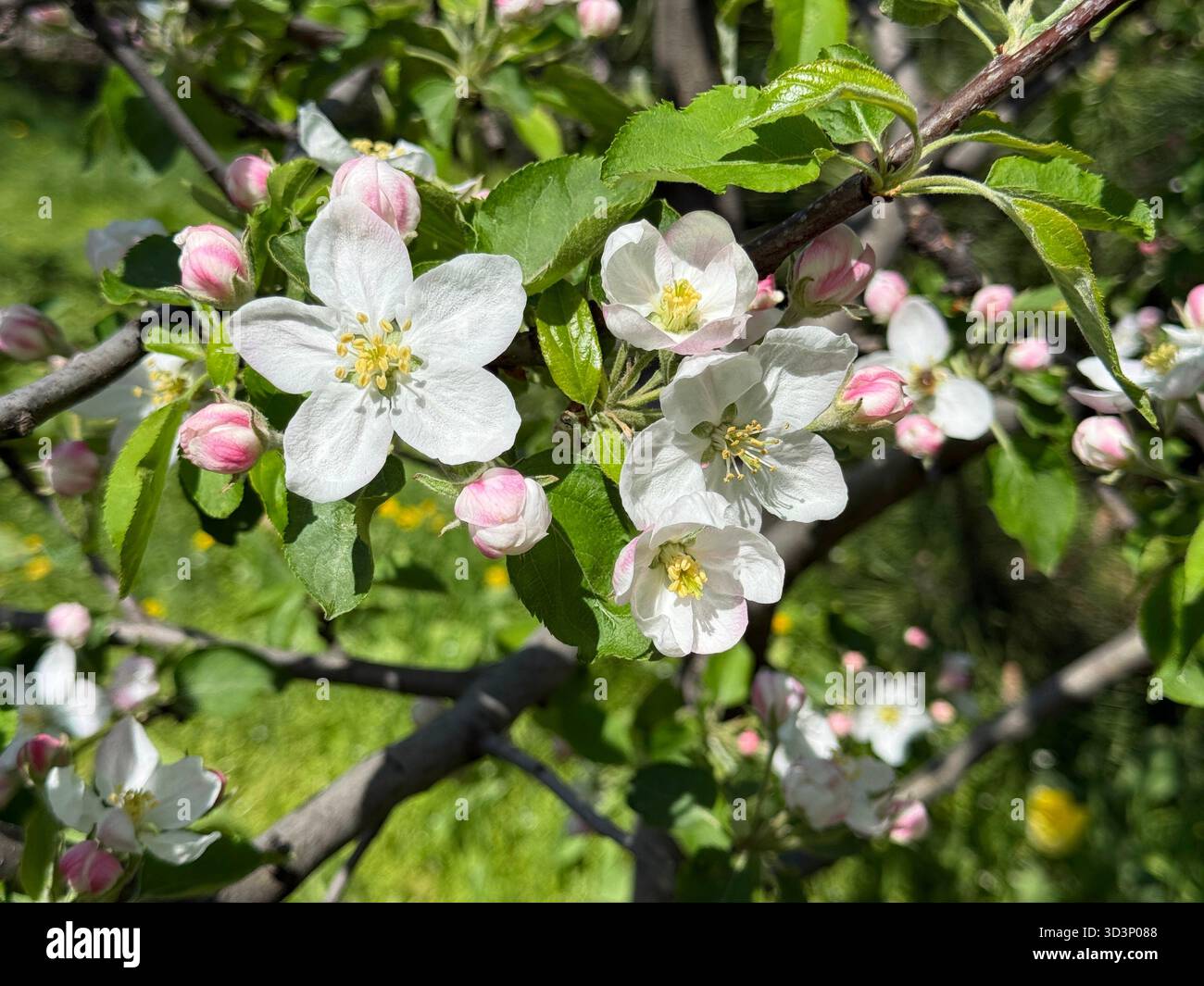 Frühlingsblüte Apfelbaum im Obstgarten Stockfoto