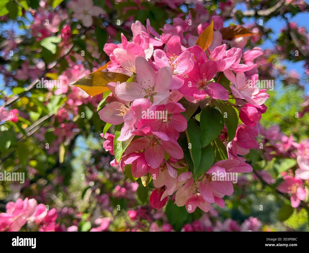 Frühlingsblüte rosa Blumen Krabben Apfelbaum Stockfoto