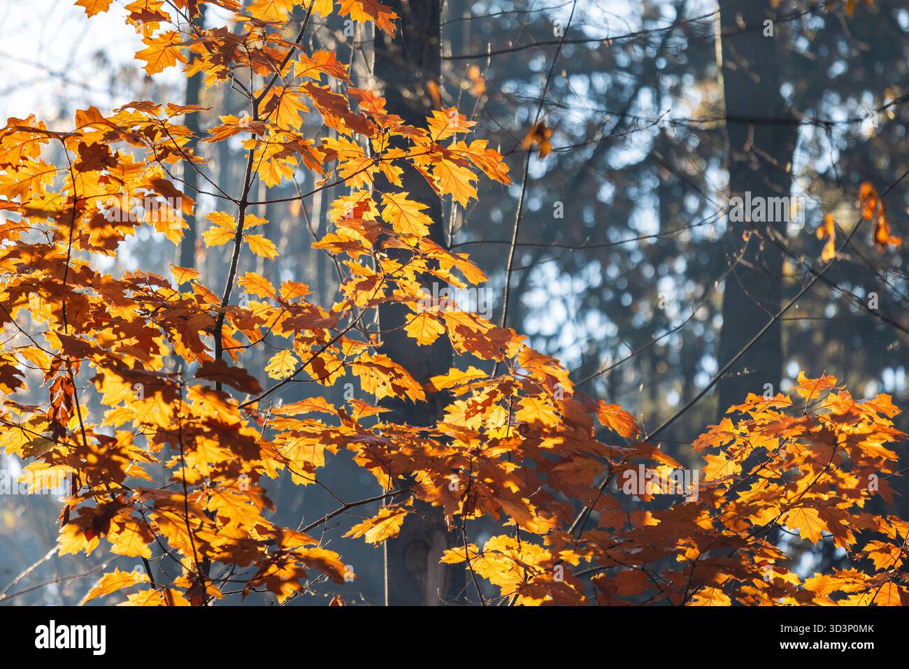 Herbstliches Laub leuchtet im Wald, ein lebhafter Anstoß warmer Töne vor dem gedämpften Hintergrund. Das Sonnenlicht durchzieht die Blätter und erzeugt magische Lien Stockfoto