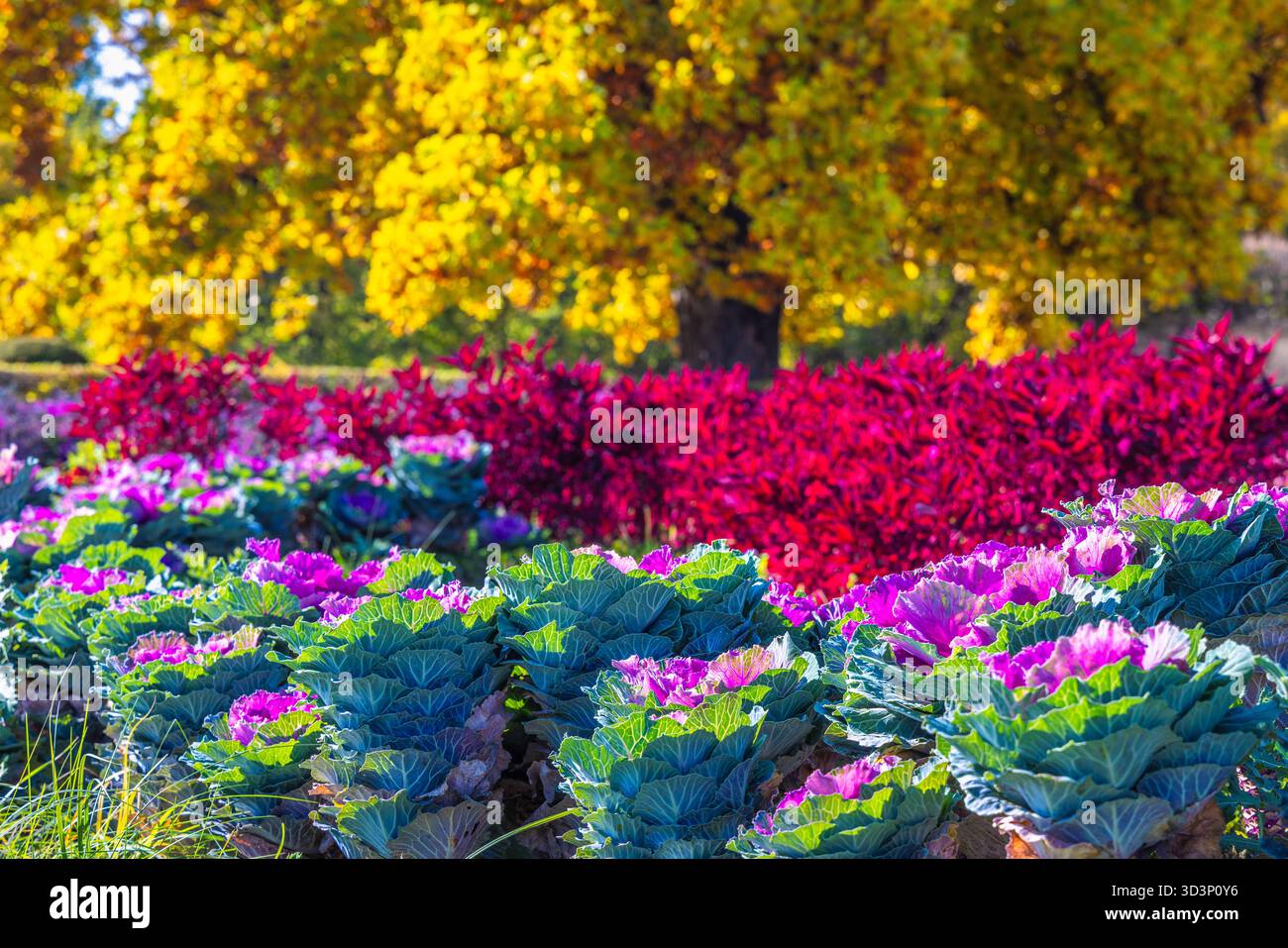 Die lebendige Auswahl an blühendem Grünkohl, scharlachfarbenen Laub und goldenen Herbstbäumen sorgt für eine atemberaubende, farbenfrohe Gartenszene. Der Blumengarten in Kromeriz Stockfoto