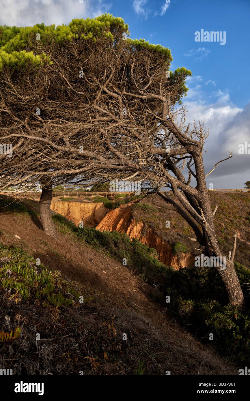 Windgepeitschte Kiefer an der Schlucht in der Küstenlandschaft der Algarve im Süden Portugals. Stockfoto
