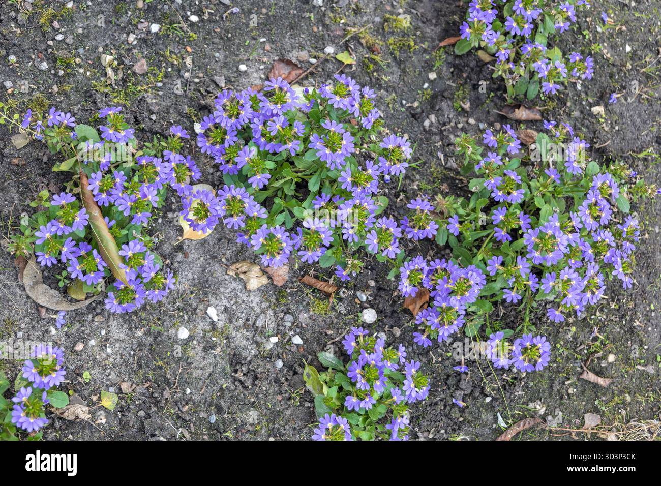 Scaevola aemula Blüten - Fee oder gewöhnliche Fächerblüte, blühende Pflanze in der Familie Goodeniaceae. Stockfoto