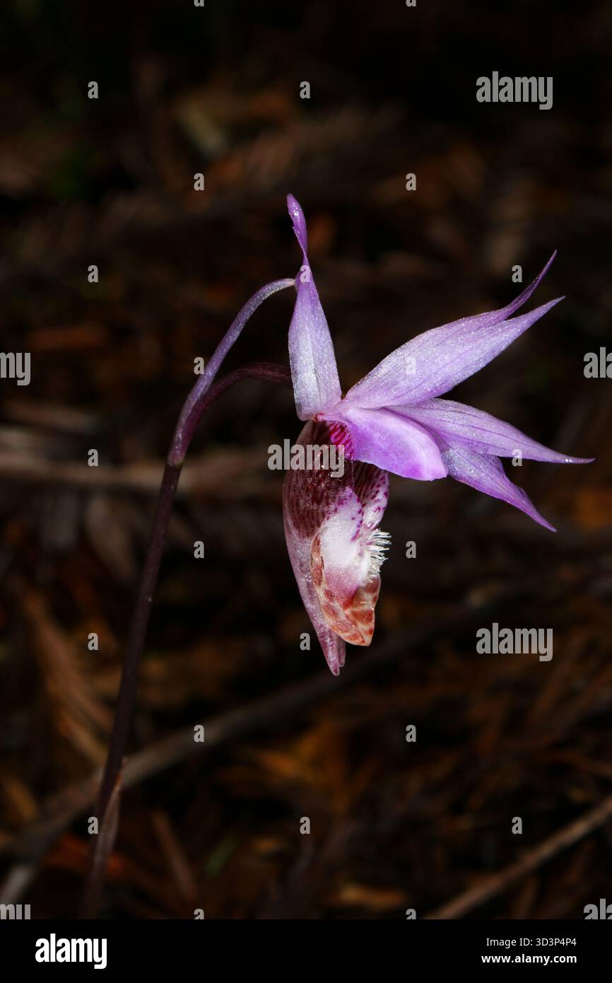 Blume der Western Fairy Slipper Orchidee (Calypso bulbosa var. Occidentalis) im natürlichen Lebensraum Nordkaliforniens Stockfoto