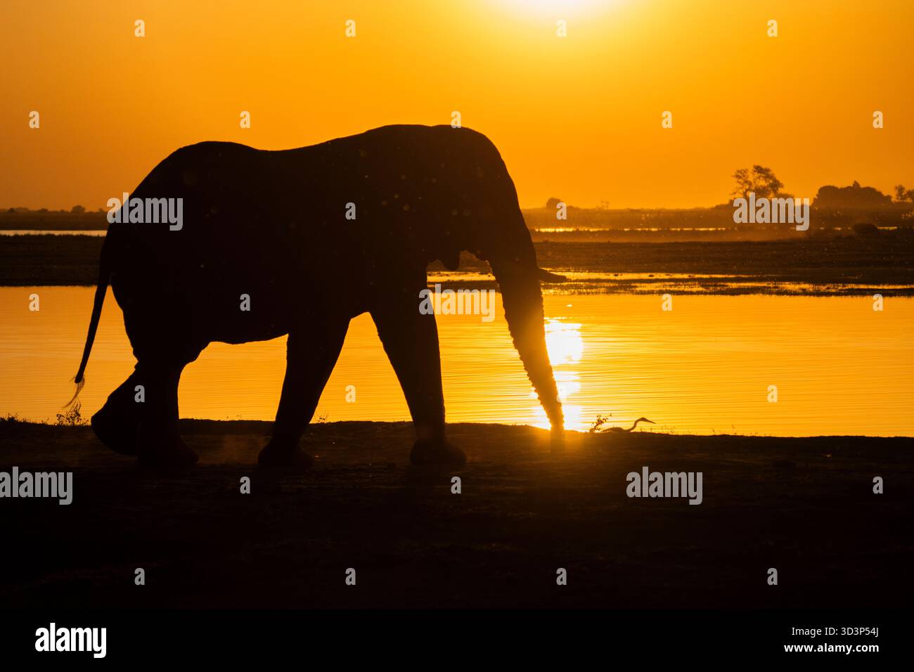 Afrikanischer Elefant (Loxodonta africana), der entlang des Chobe River spaziert. Tiere sind Silhouette mit afrikanischem Sonnenuntergang. Chobe Nationalpark, Botswana, Afrika Stockfoto
