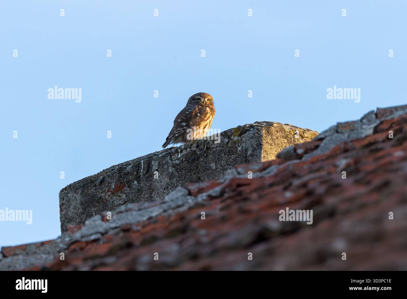 Die kleine Eulen blicken über die rustikale Mauer auf Einem ruhigen Dach mit blauem Himmel Stockfoto