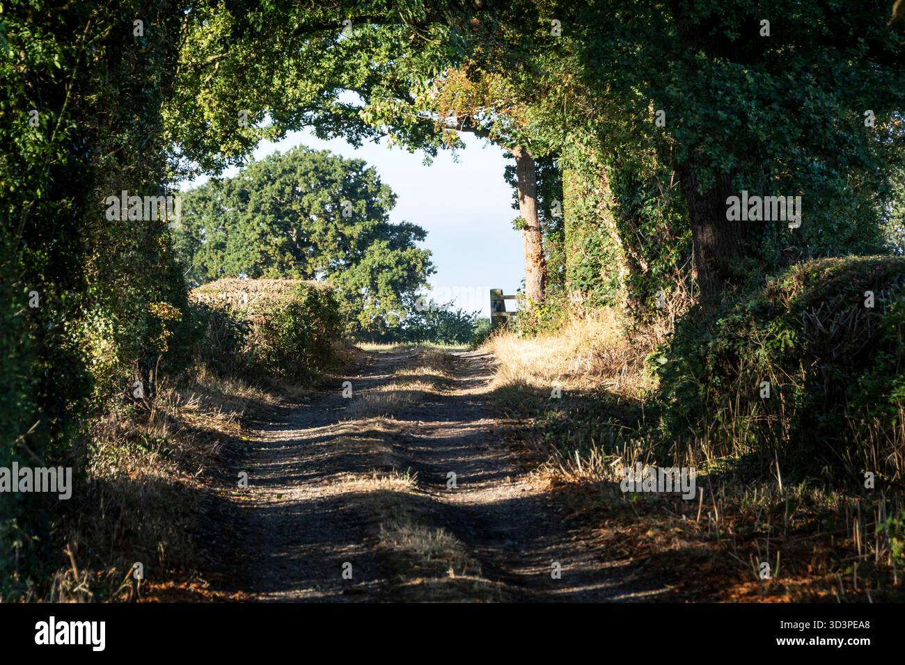 Landstraße durch Bäume, Rugby, Warwickshire, England Stockfoto