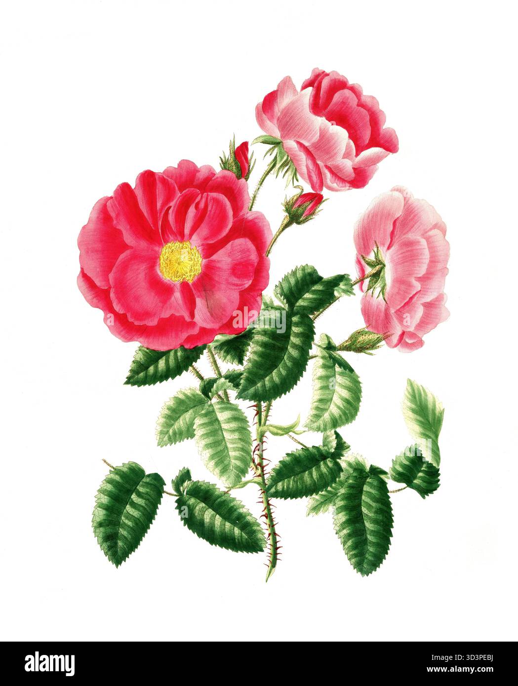 Kulturpflanze, Edelrose, Blüte, Rose Rosa gallica, rote Ambulanzrose, Abbildung, Reproduktion von einer Vorlage aus dem 19. Jahrhundert. Authentis Stockfoto